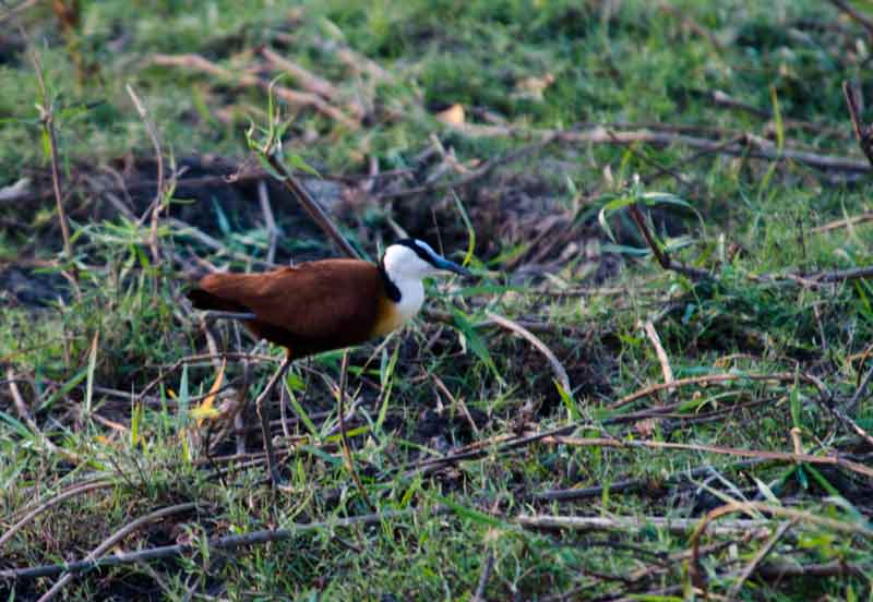146 - Botswana - pajaro African jacana - parque nacional de Chobe